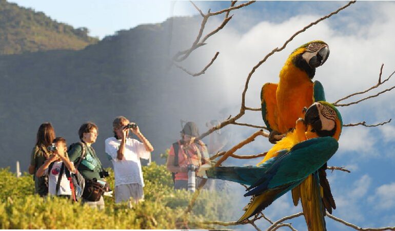 Turismo de Observação de vida silvestre no Brasil