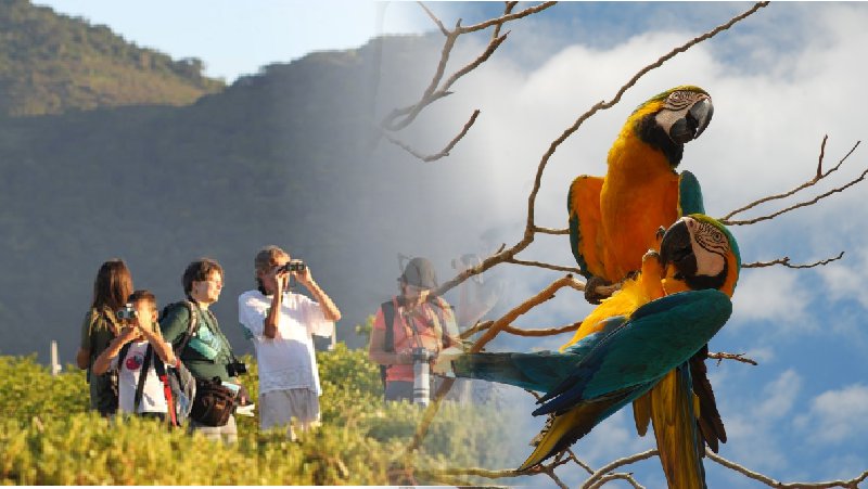 turismo de observação de vida silvestre no Brasil