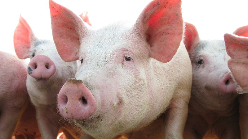 Doenças Entéricas Representam Importante Desafio Sanitário