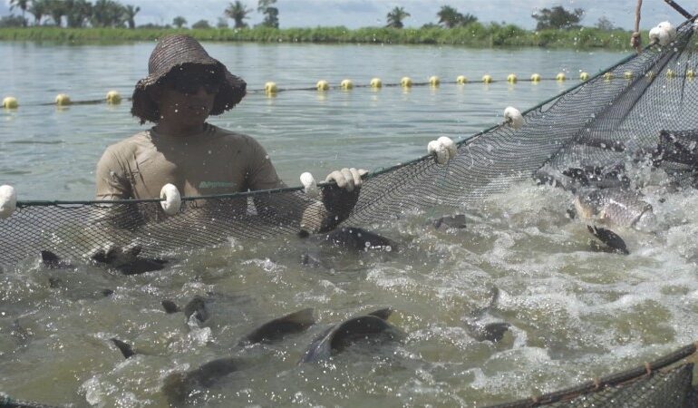 Falta Peixe para Atender à Demanda no Tocantins