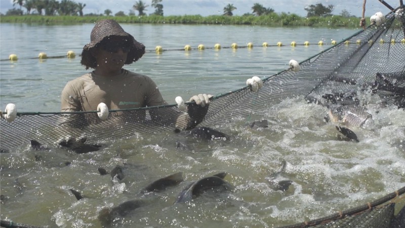 Falta Peixe para Atender à Demanda no Tocantins