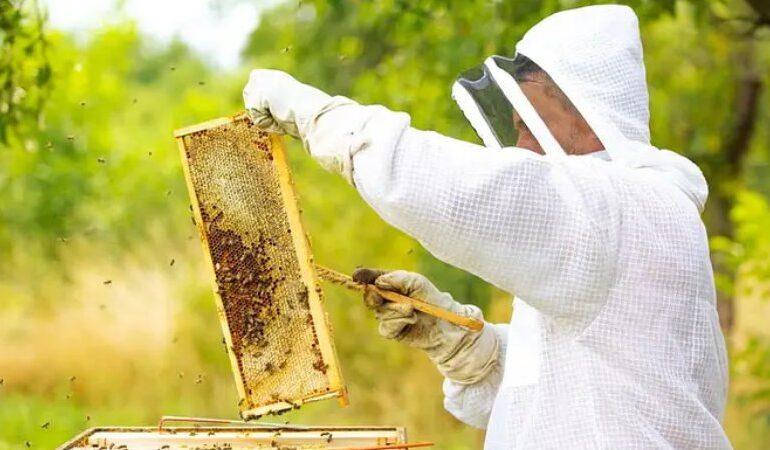 Hoje, quinta-feira (17), celebra o Dia da Apicultura