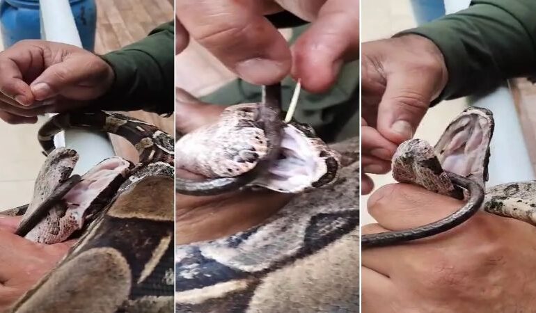 Serpente com espinhos é encontrada dentro de casa em Niterói