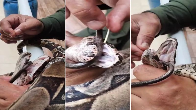 Serpente com espinhos é encontrada dentro de casa em Niterói