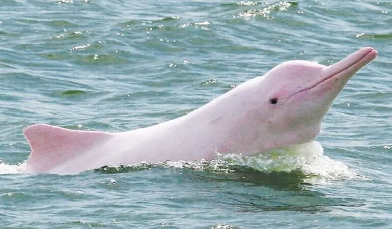 Você sabe por que da lenda do boto cor de rosa?