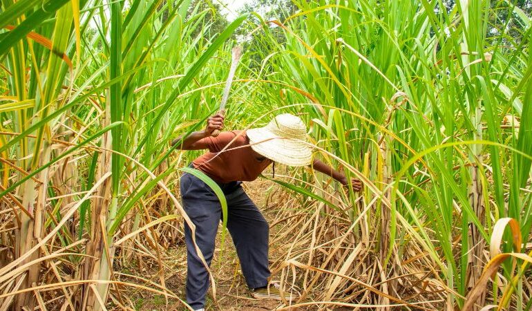 Hoje, quinta celebra o Dia do Cortador de Cana-de-Açúcar