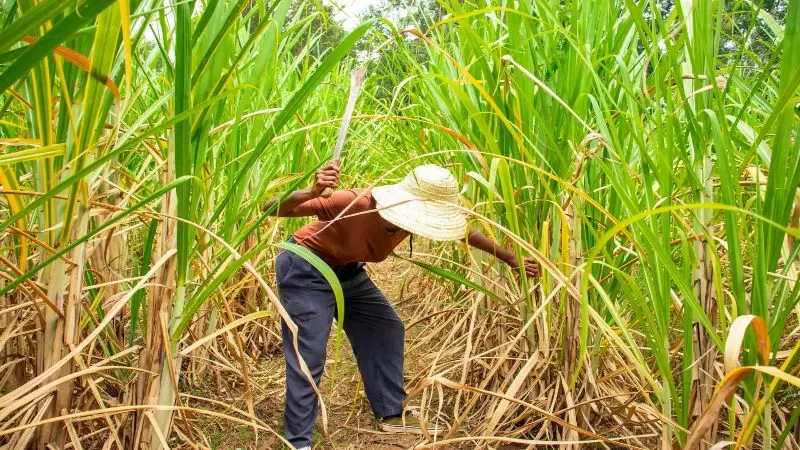 Hoje, quinta celebra o Dia do Cortador de Cana-de-Açúcar