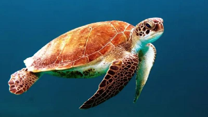 Dia Mundial da Tartaruga