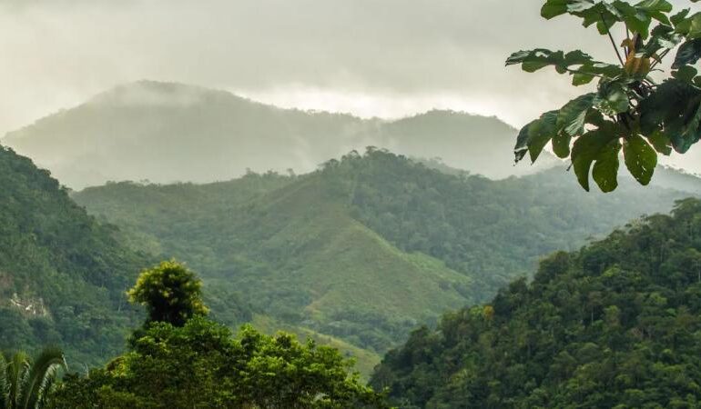 Dia Nacional da Mata Atlântica