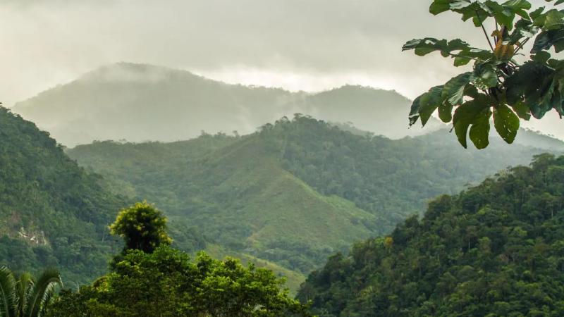 Dia Nacional da Mata Atlântica