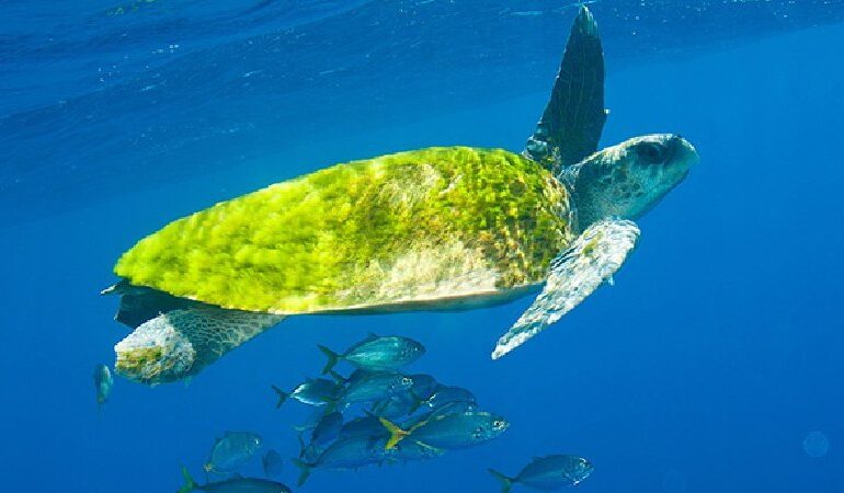 Dia Mundial da Tartaruga Marinha