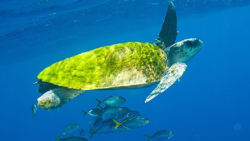 Dia Mundial da Tartaruga Marinha