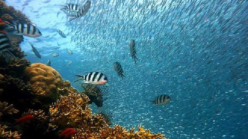 Dia Mundial dos Oceanos
