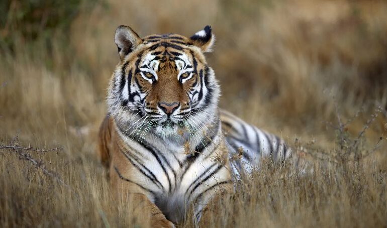 Dia Internacional do Tigre