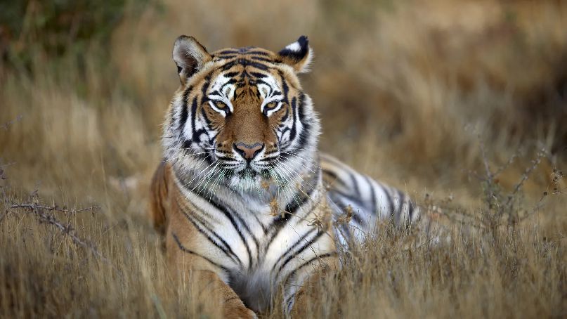 Dia Internacional do Tigre