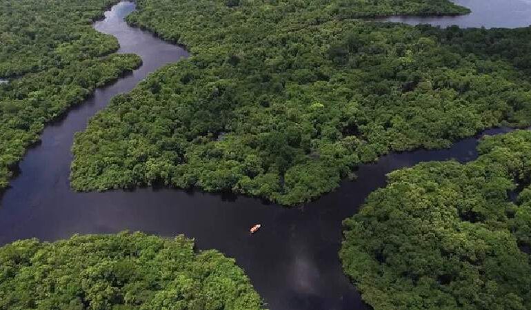 Dia de Proteção às Florestas
