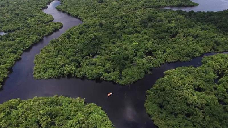 Dia de Proteção às Florestas