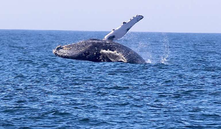 Temporada de observação de baleias em Niterói