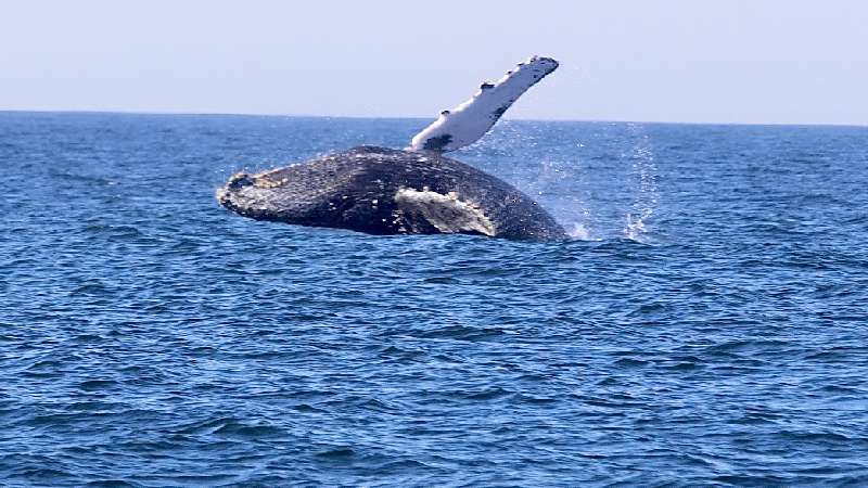 Temporada de observação de baleias em Niterói
