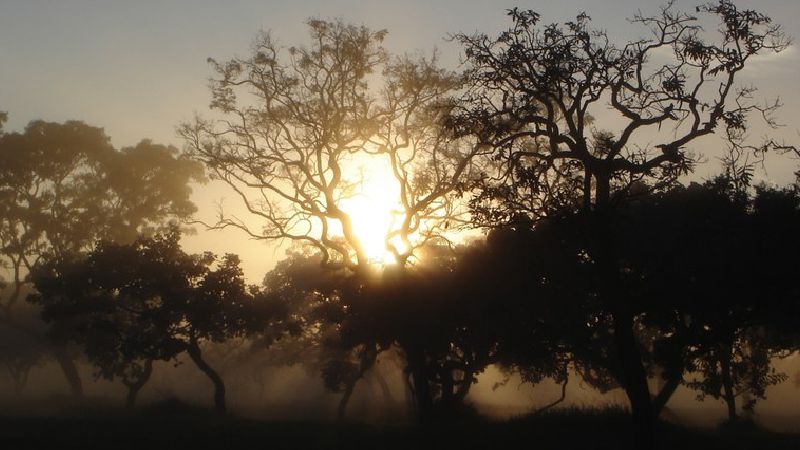 Dia Nacional do Cerrado